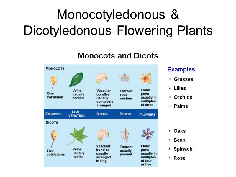 Monocotyledonous & Dicotyledonous Flowering Plants